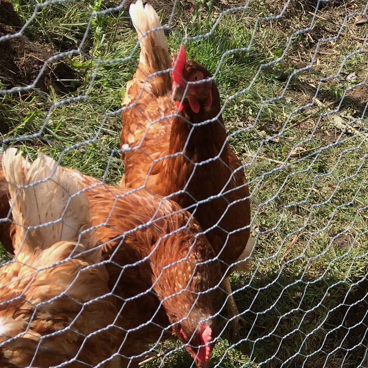 Chicken Wire Wholesale