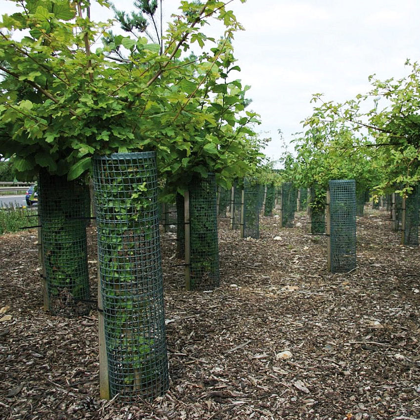 Tree Guard 50m Roll - Green