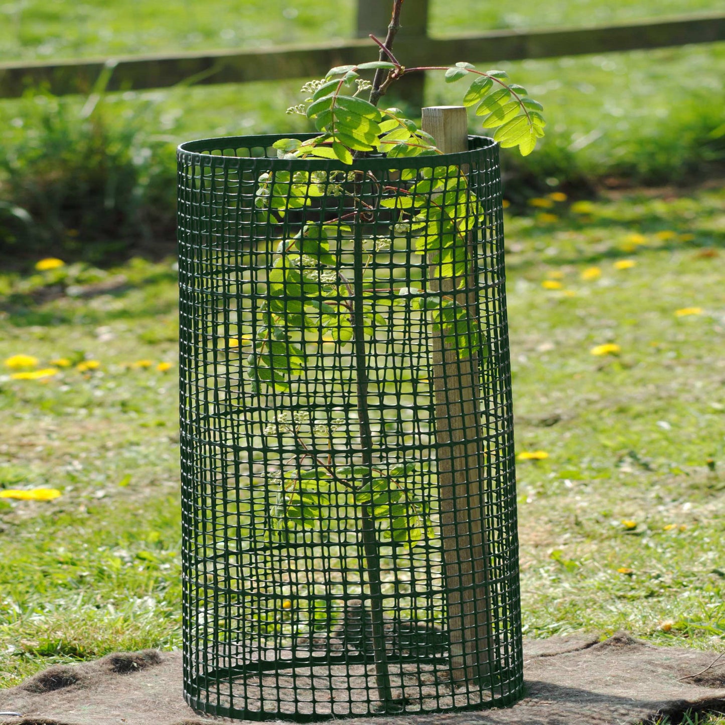 Tree Guard 50m Roll - Green