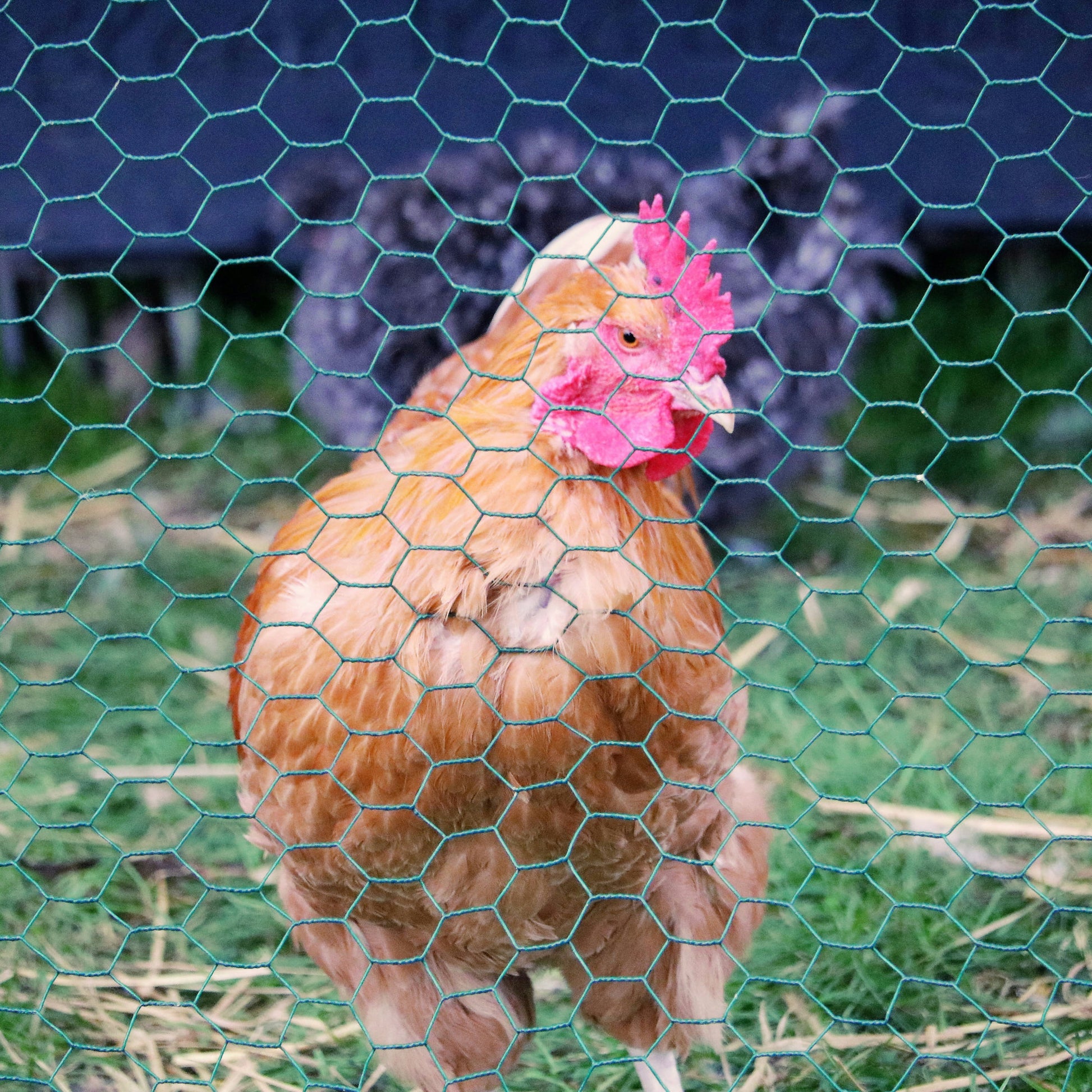 Green Plastic Coated Chicken Wire Netting 10m