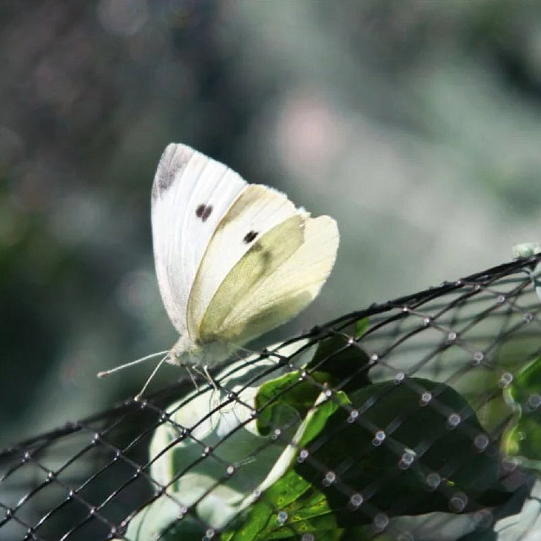 Anti-Butterfly Netting - Small Mesh 7mm x 6mm
