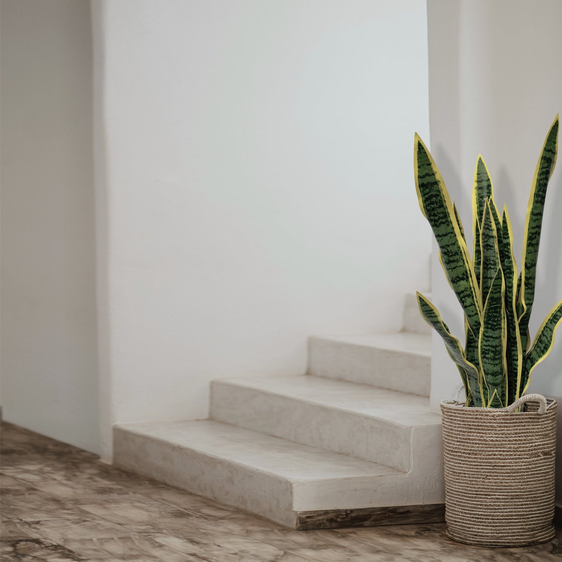 Artificial Dracaena Trifasciata Snake Plant 65cm
